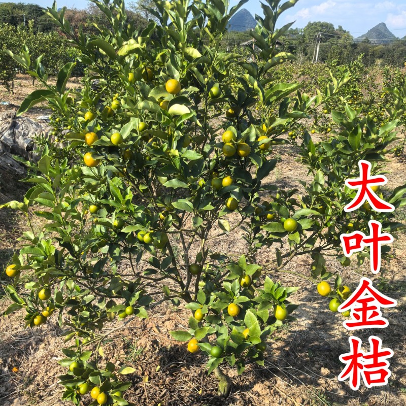 大叶金桔苗四代脆蜜金柑金桔苗新品种金蛋金弹树苗