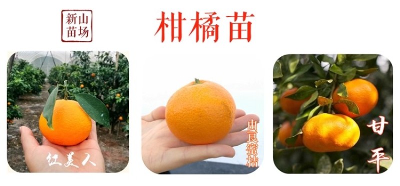 大叶金桔苗四代脆蜜金柑金桔苗新品种金蛋金弹树苗