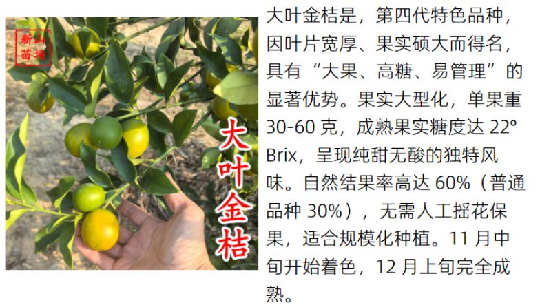 大叶金桔苗四代脆蜜金柑金桔苗新品种金蛋金弹树苗