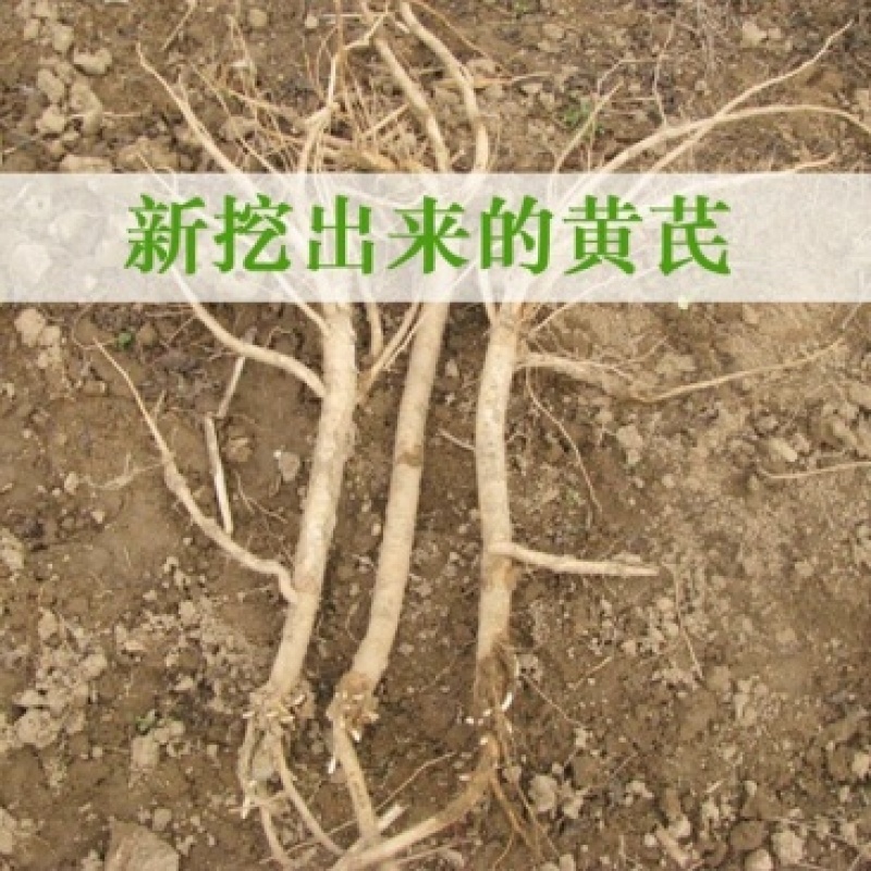甘肃岷县原产地新鲜现挖鲜黄芪湿黄芪批发