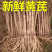 甘肃岷县原产地新鲜现挖鲜黄芪湿黄芪批发