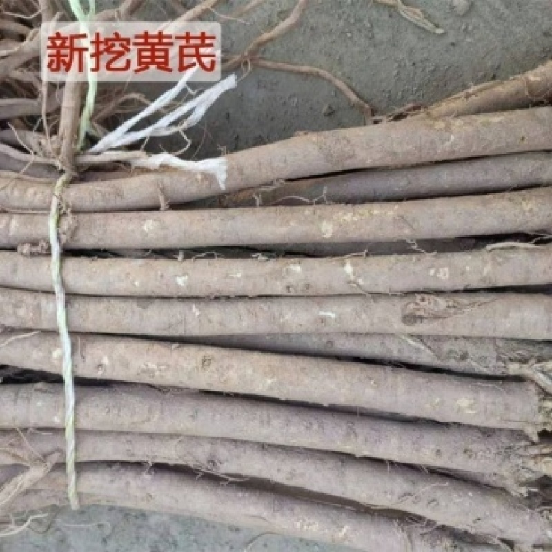 甘肃岷县原产地新鲜现挖鲜黄芪湿黄芪批发