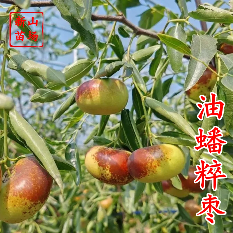 蟠枣苗新品种扁枣油蟠脆枣树苗蟠