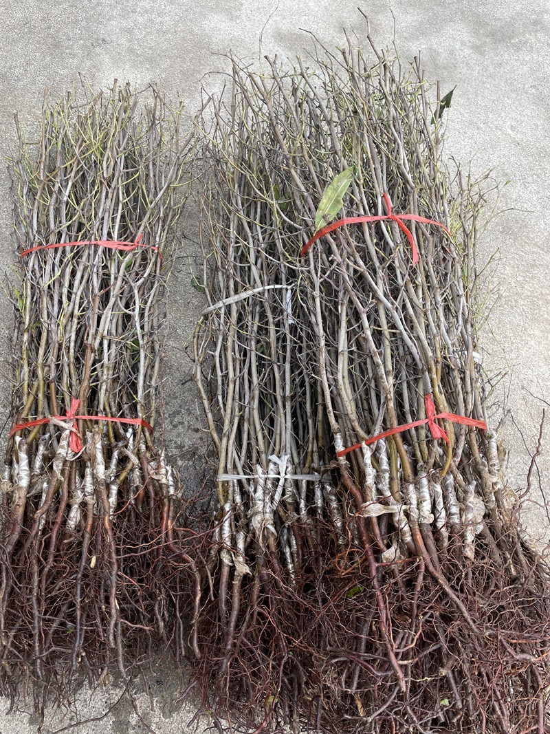 蟠枣苗新品种扁枣油蟠脆枣树苗蟠