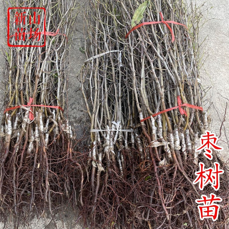 蟠枣苗新品种扁枣油蟠脆枣树苗蟠
