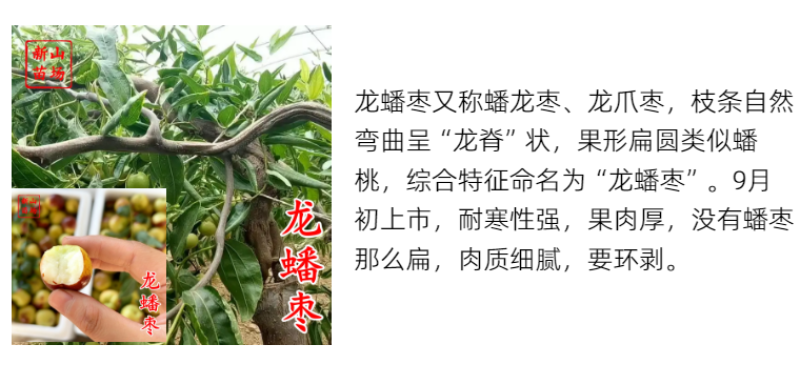 蟠枣苗新品种扁枣油蟠脆枣树苗蟠