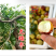 蟠枣苗新品种扁枣油蟠脆枣树苗蟠