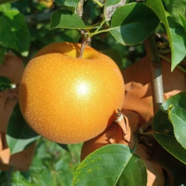 自家农场种植秋月梨，沙壤土，纸袋，自然熟