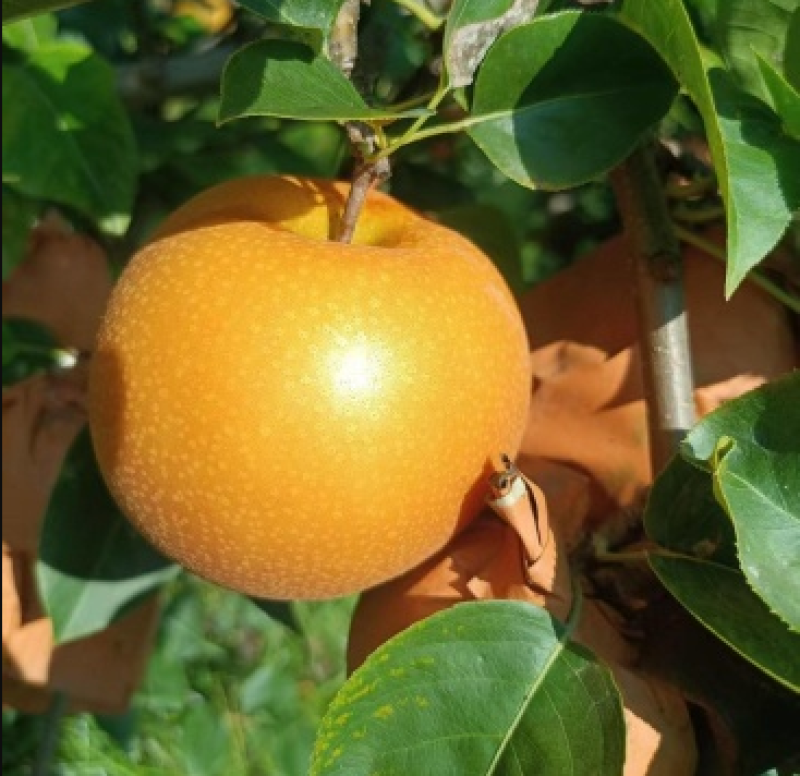 自家农场种植秋月梨，沙壤土，纸袋，自然熟