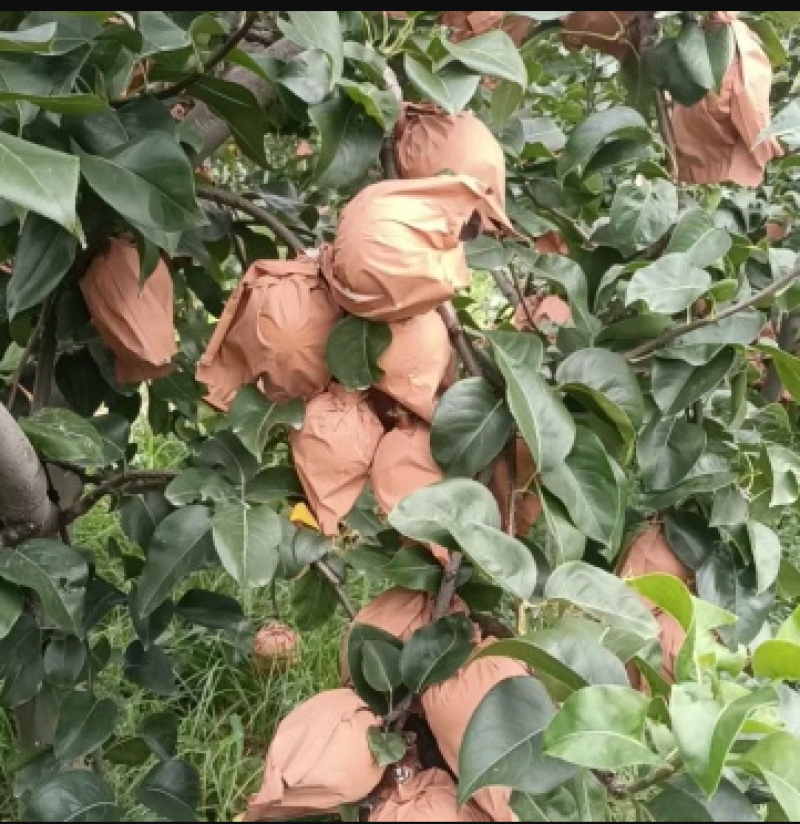 自家农场种植秋月梨，沙壤土，纸袋，自然熟