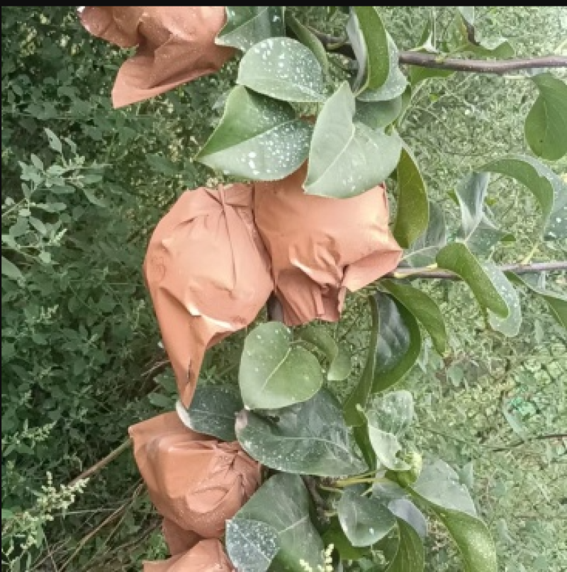 自家农场种植秋月梨，沙壤土，纸袋，自然熟