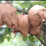 自家农场种植秋月梨，沙壤土，纸袋，自然熟