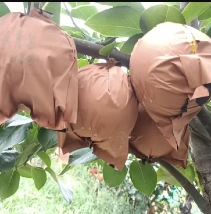自家农场种植秋月梨，沙壤土，纸袋，自然熟