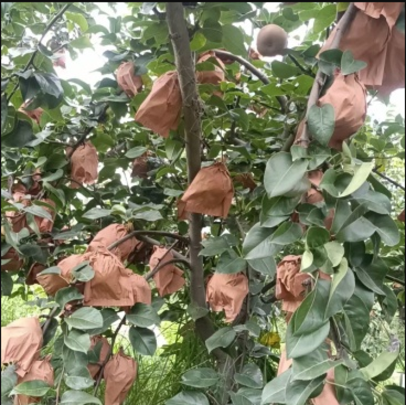 自家农场种植秋月梨，沙壤土，纸袋，自然熟