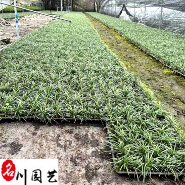 四川玉龙草基地直供日本矮生麦冬批发地被绿化量大价优