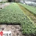 四川玉龙草基地直供日本矮生麦冬批发地被绿化量大价优
