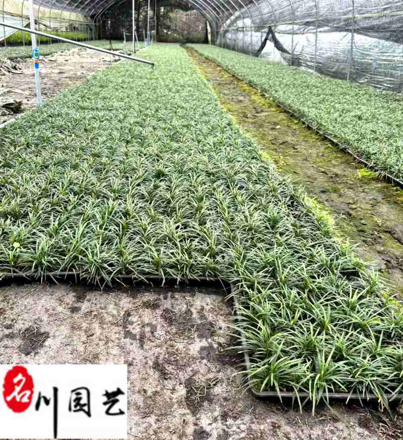 四川玉龙草基地直供日本矮生麦冬批发地被绿化量大价优