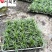 四川玉龙草基地直供日本矮生麦冬批发地被绿化量大价优
