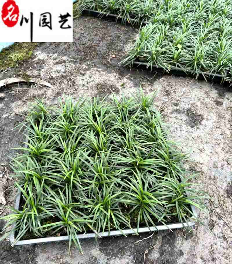 四川玉龙草基地直供日本矮生麦冬批发地被绿化量大价优