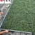 四川玉龙草基地直供日本矮生麦冬批发地被绿化量大价优