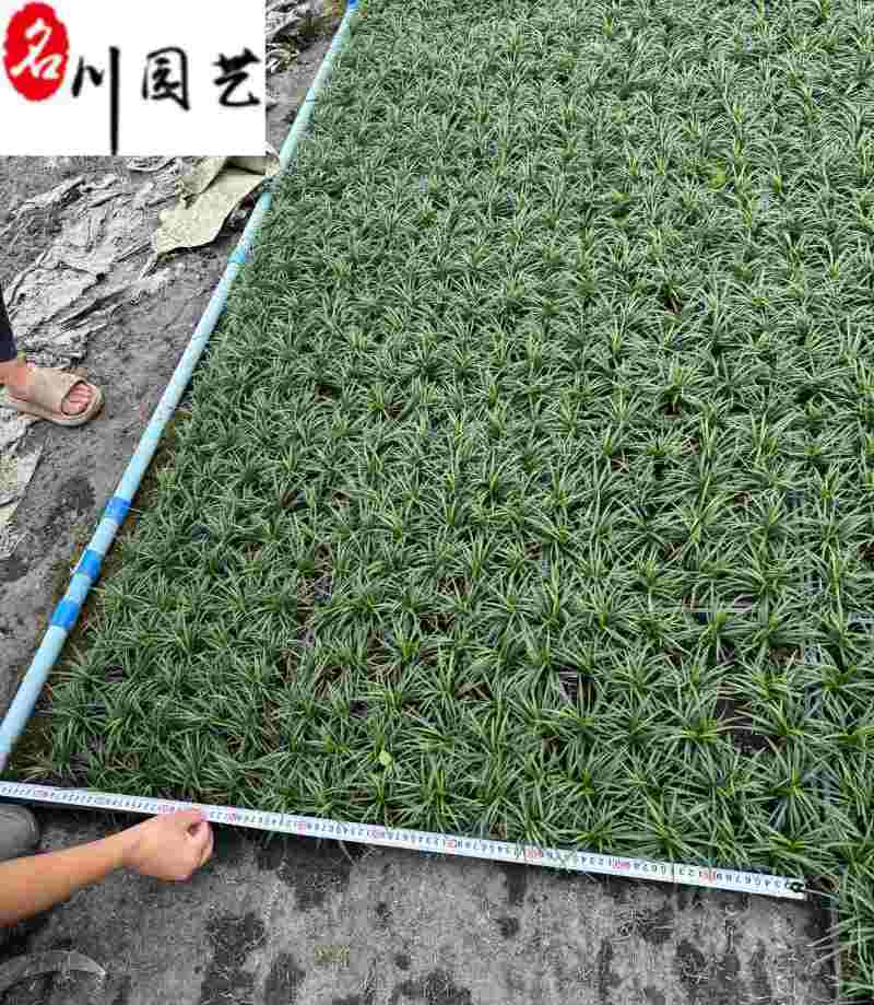 四川玉龙草基地直供日本矮生麦冬批发地被绿化量大价优