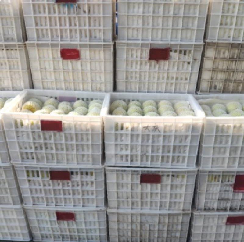 梨砀山梨酥梨砀山酥梨半斤打底货源充足