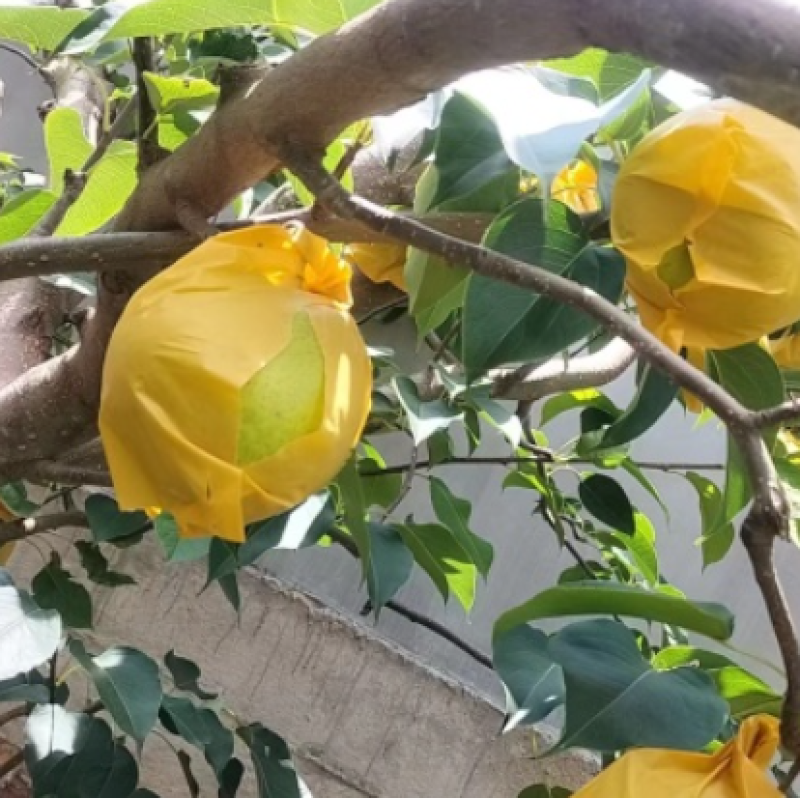 【推荐】雪花梨精品雪花梨原产地一手货源全国发货价格实惠