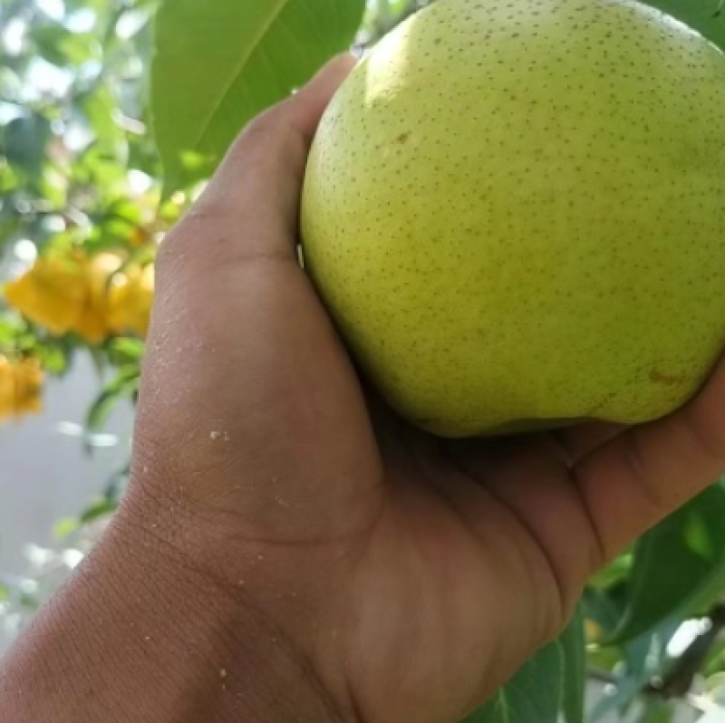 【推荐】雪花梨精品雪花梨原产地一手货源全国发货价格实惠
