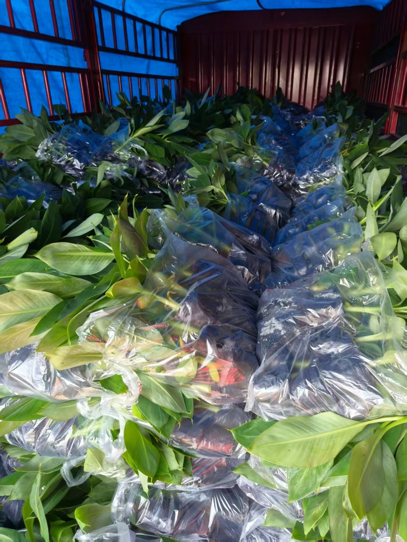 广西香蕉苗新鲜上市价格美丽成活率高价格美丽质量好走货快