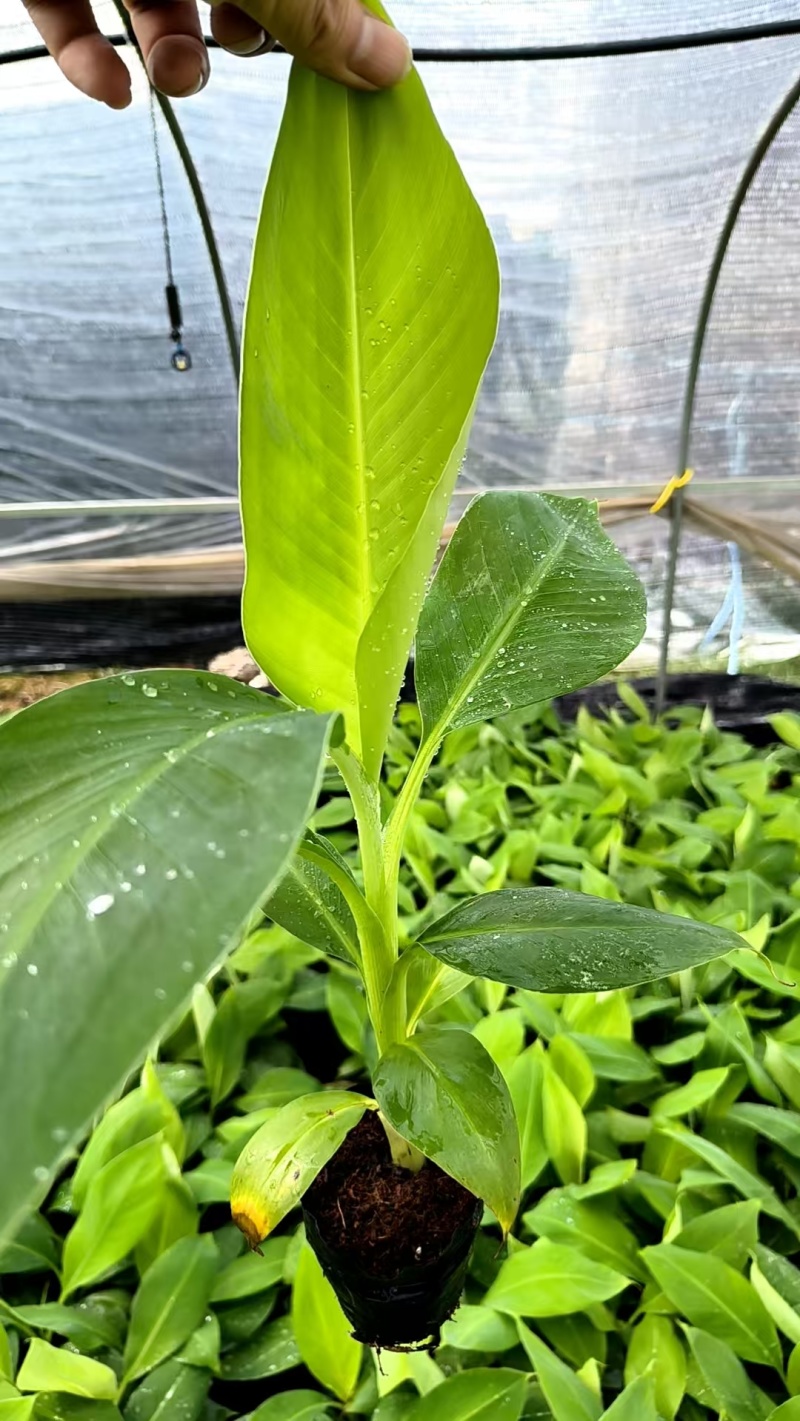 广西香蕉苗新鲜上市价格美丽成活率高价格美丽质量好走货快