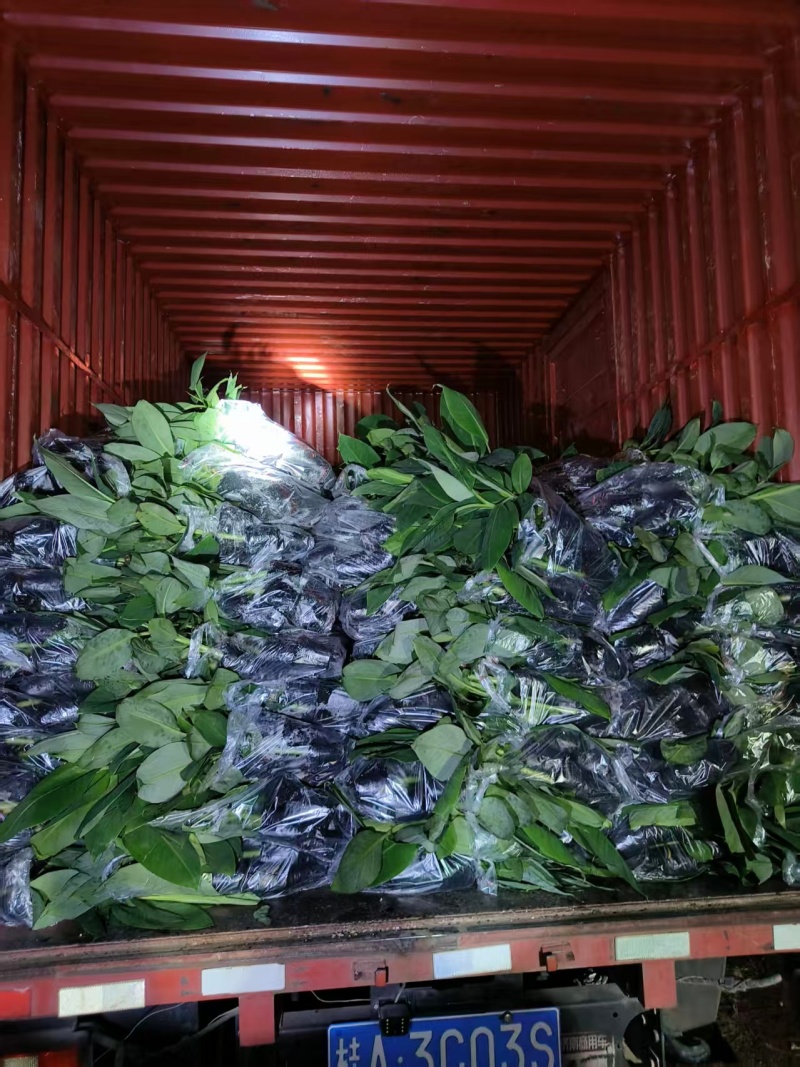 诚信经营广西香蕉苗新鲜上市成活率高价格美丽质量好走货快