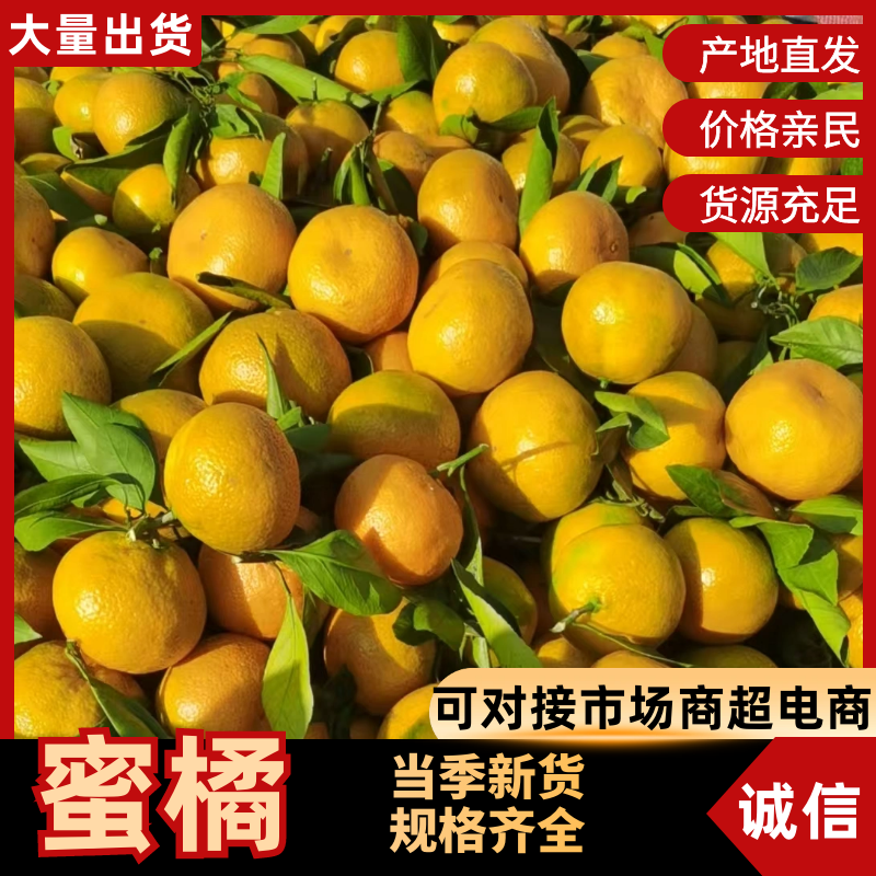 蜜橘大量有货品质保证服务周到价格美丽欢迎咨询