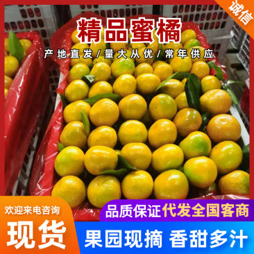 蜜橘大量有货品质保证服务周到产地直销价格优惠