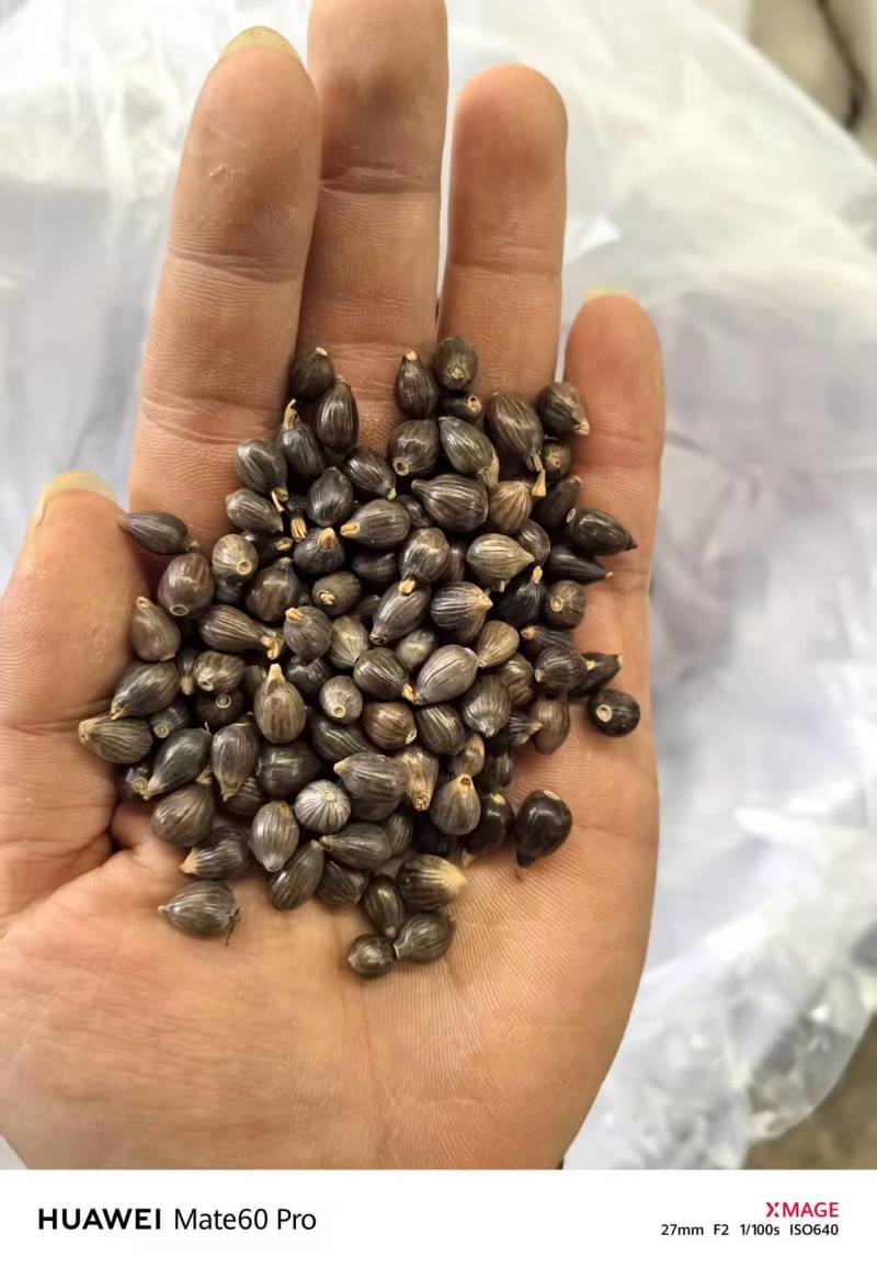 薏仁米白米黄米品质保证服务周到产地直发价格美丽