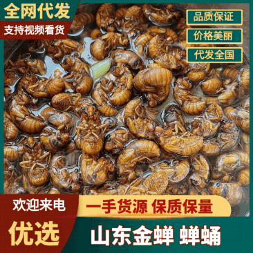 【山东金蝉】山东蝉蛹/个头大/一件代发新鲜日供应1万单