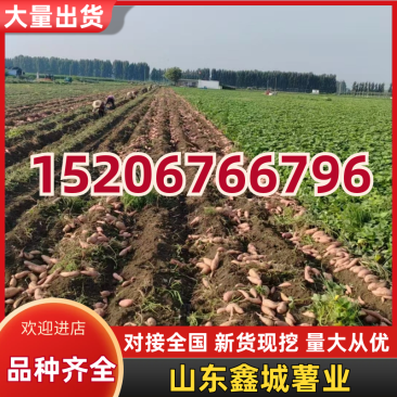 电商专用红薯.密薯.板栗薯.小香薯.糯米薯.香甜一号薯