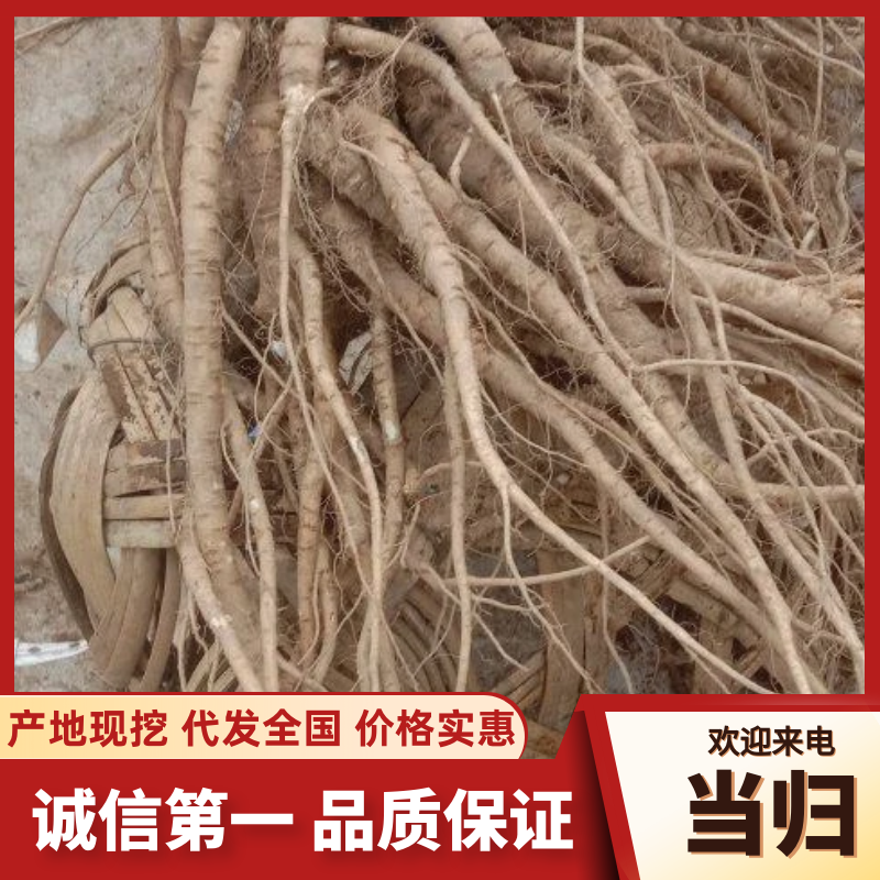 自种甜当归，鲜货，量大品质好，对接全国各地的商家。