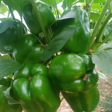 【精品推荐】厚皮圆椒方椒对接南方批发市场商超电商