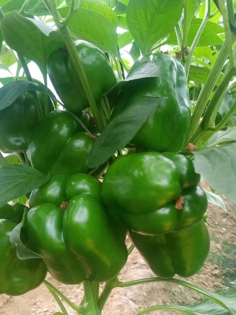 【精品推荐】厚皮圆椒方椒对接南方批发市场商超电商