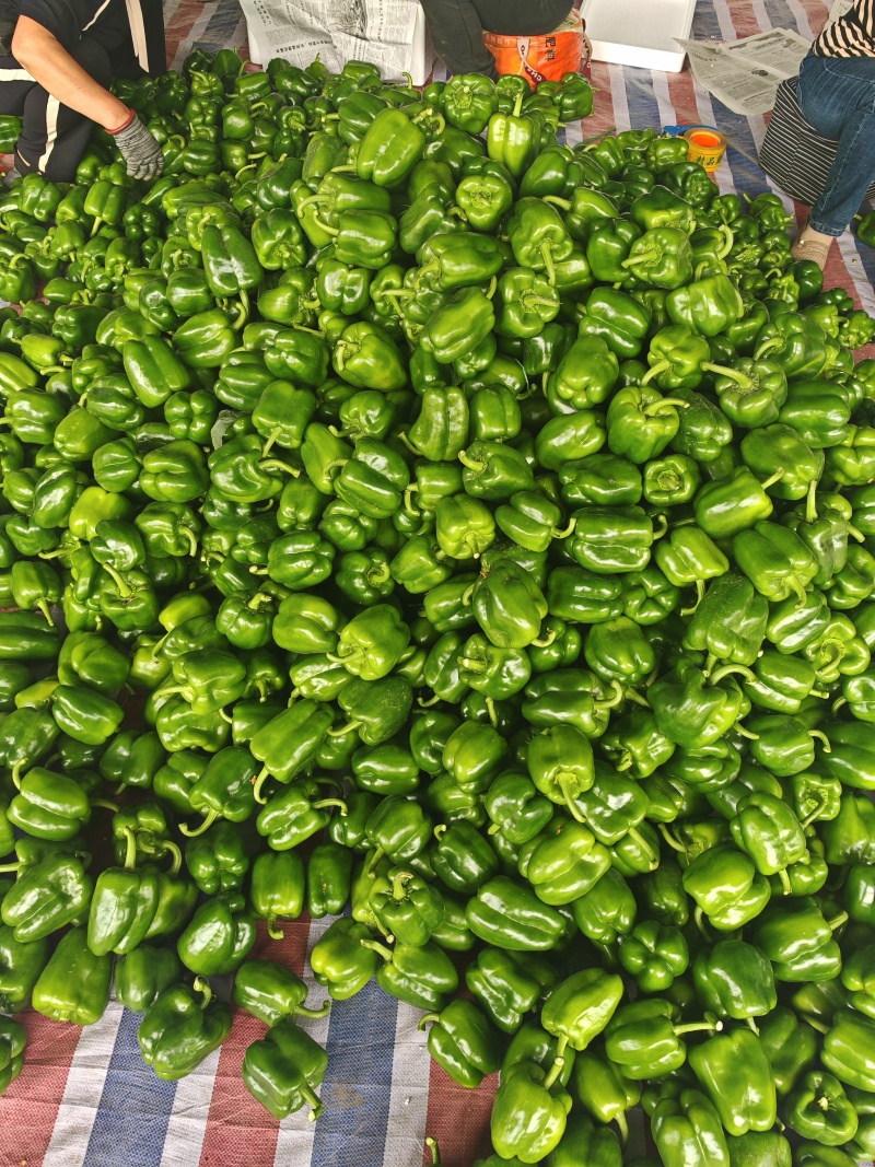 【精品推荐】厚皮圆椒方椒对接南方批发市场商超电商