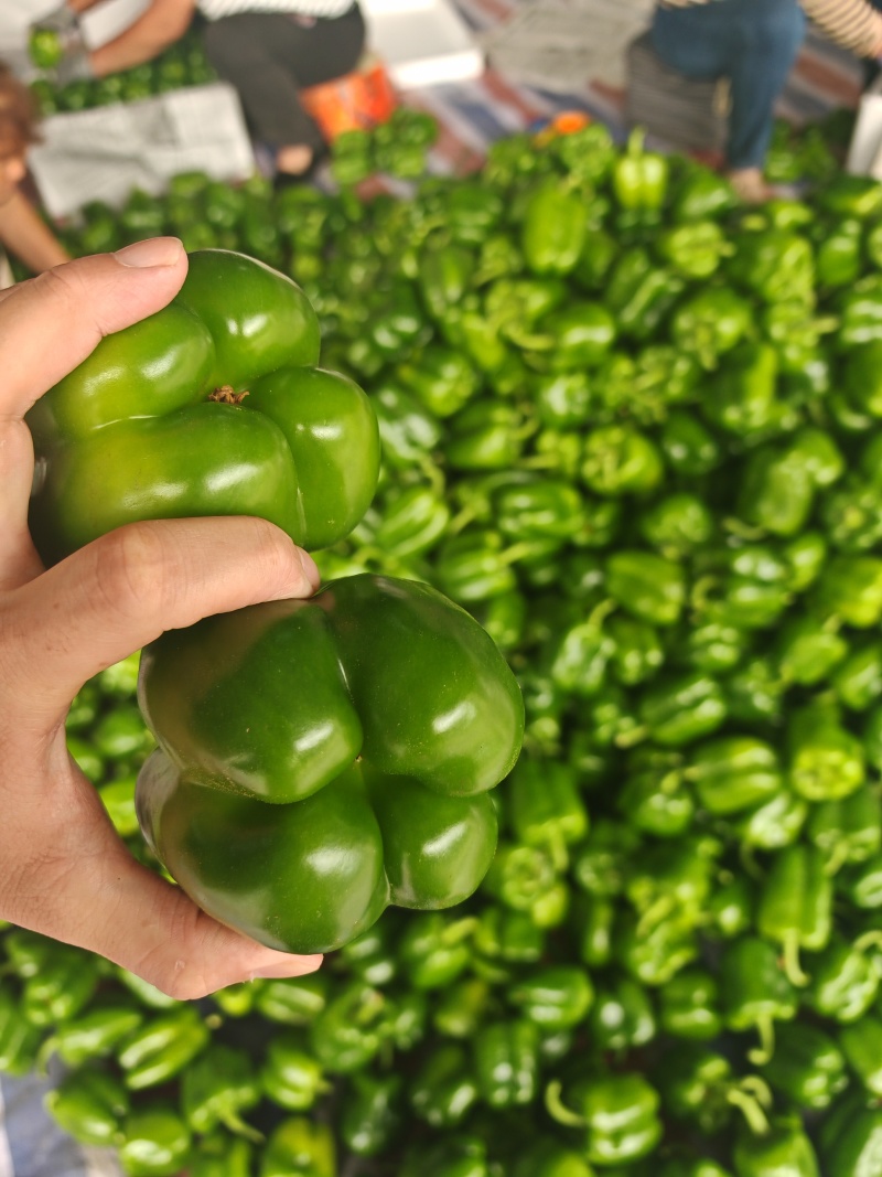 【精品推荐】厚皮圆椒方椒对接南方批发市场商超电商
