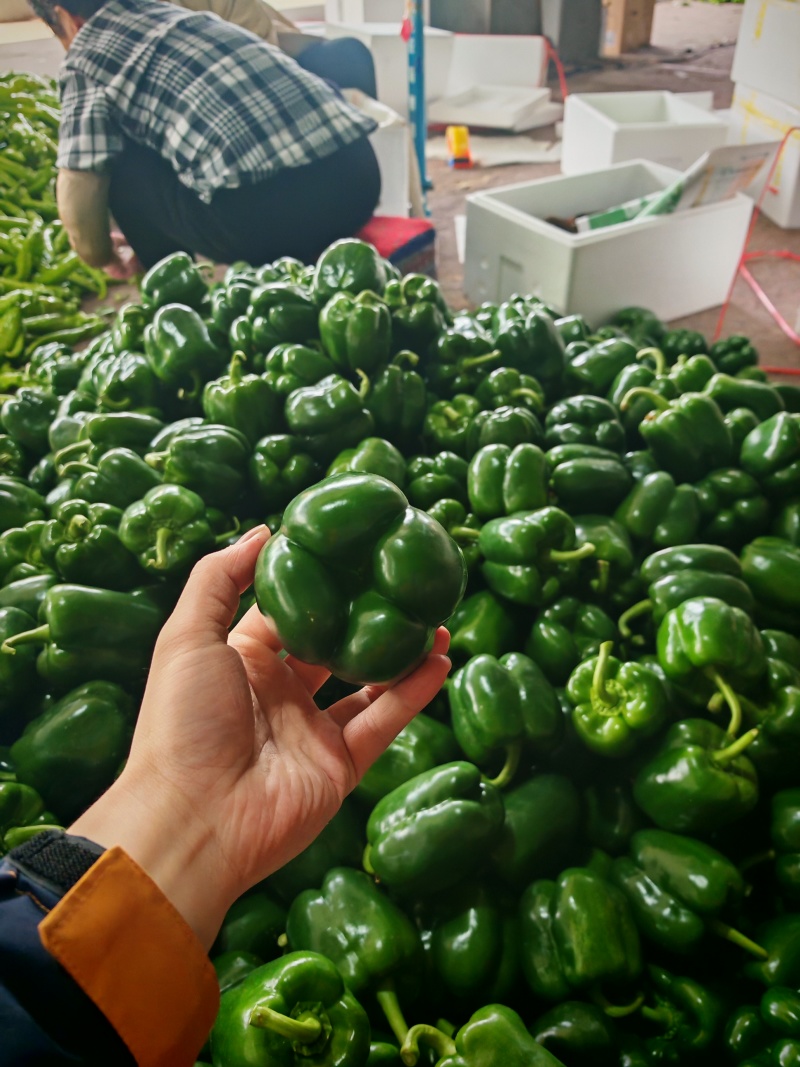 【精品推荐】厚皮圆椒方椒对接南方批发市场商超电商