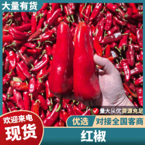 实力精品红椒大红椒红泡椒产地直发一手货源视频看货