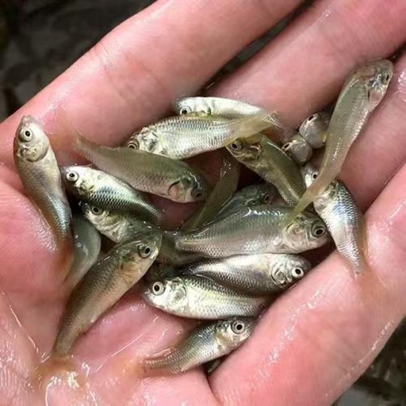 重庆鱼苗，鲤鱼苗，大小规格其全，提供一技术指导，送货上门。