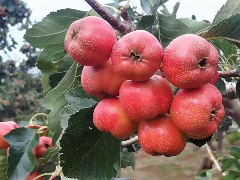 山楂棉球金星山楂临沂产地，现摘现卖糖雪球糖葫芦果上市中