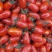 409小柿子皮簿多汁，现采现发，产地直发，需要的电话联系