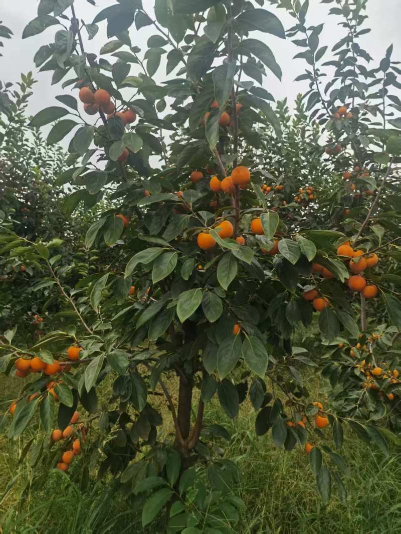 山西火葫芦柿子清甜可口量大从优价格美丽产地直发质量好热卖