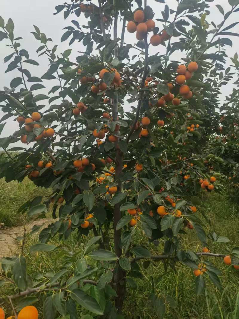 山西火葫芦柿子沙地种植自然树熟产地直发醇甜可口价格美丽