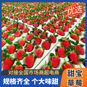 甜宝章姬草莓新鲜草莓基地，产地直发，量大从优欢迎选购