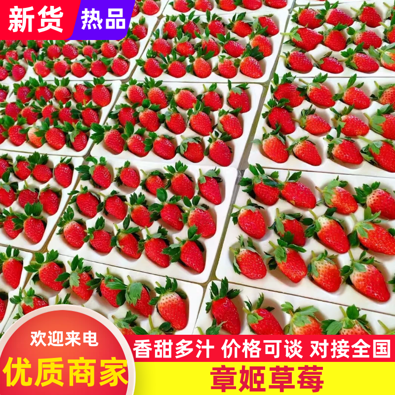 甜宝章姬草莓，品质保证，产地直发，价格优惠，诚信经营
